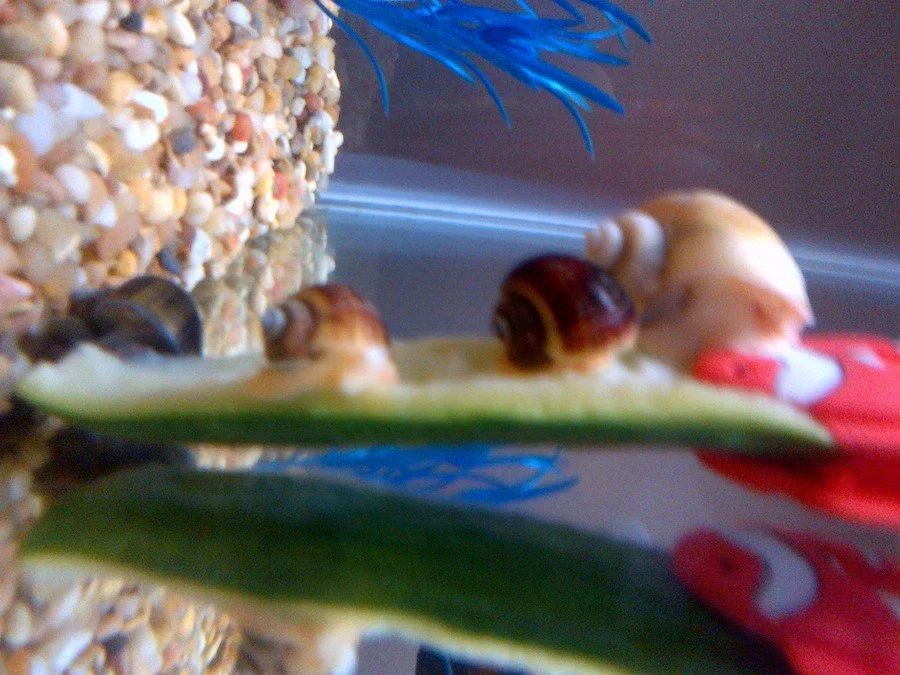 How to Blanch Lettuce for Snails