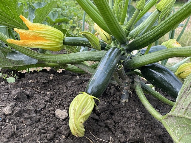 How to Calculate the Yield of Zucchini Plants How to Calculate the Yield of Zucchini Plants