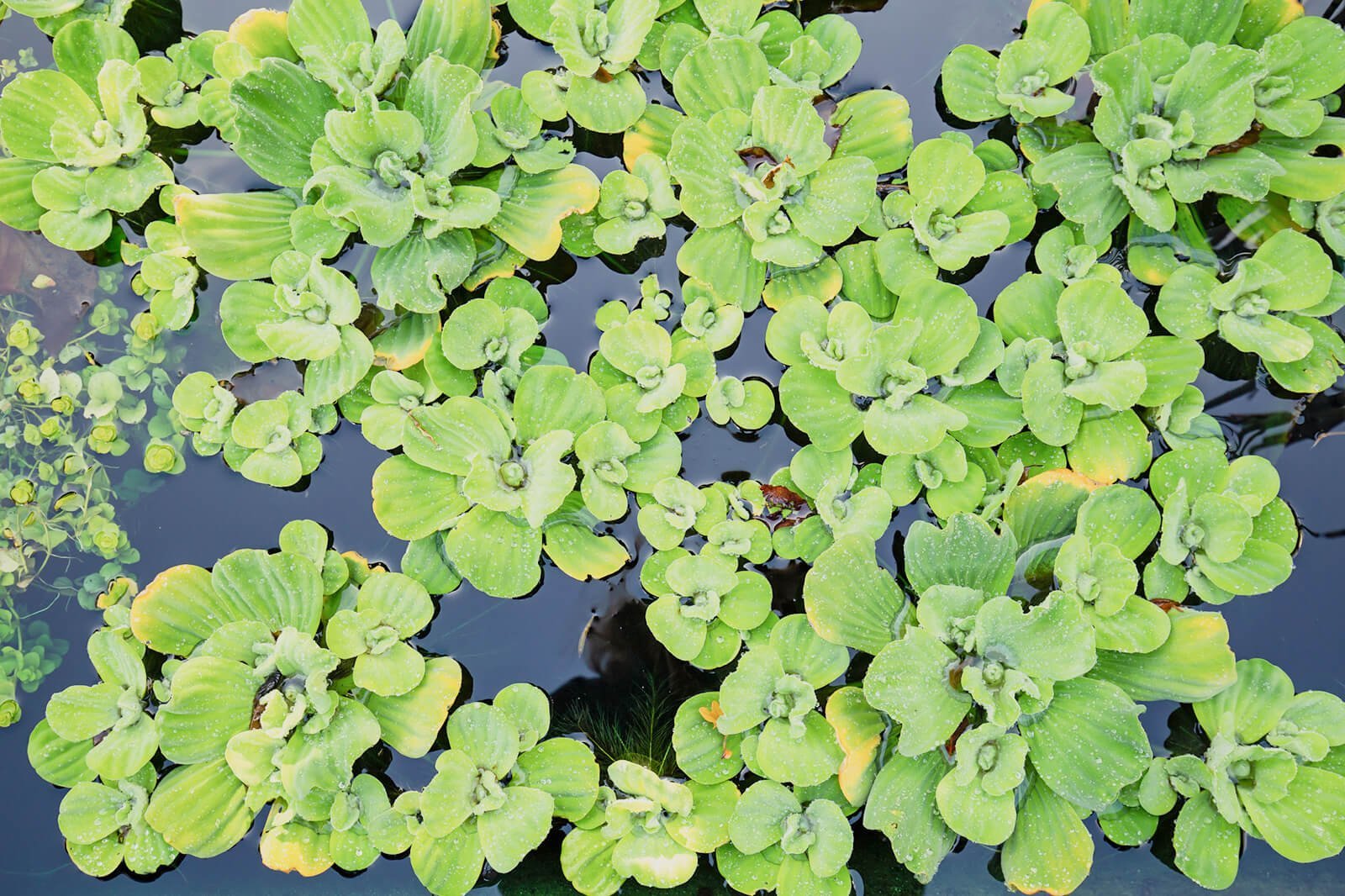 How to Care for Water Lettuce How to Care for Water Lettuce