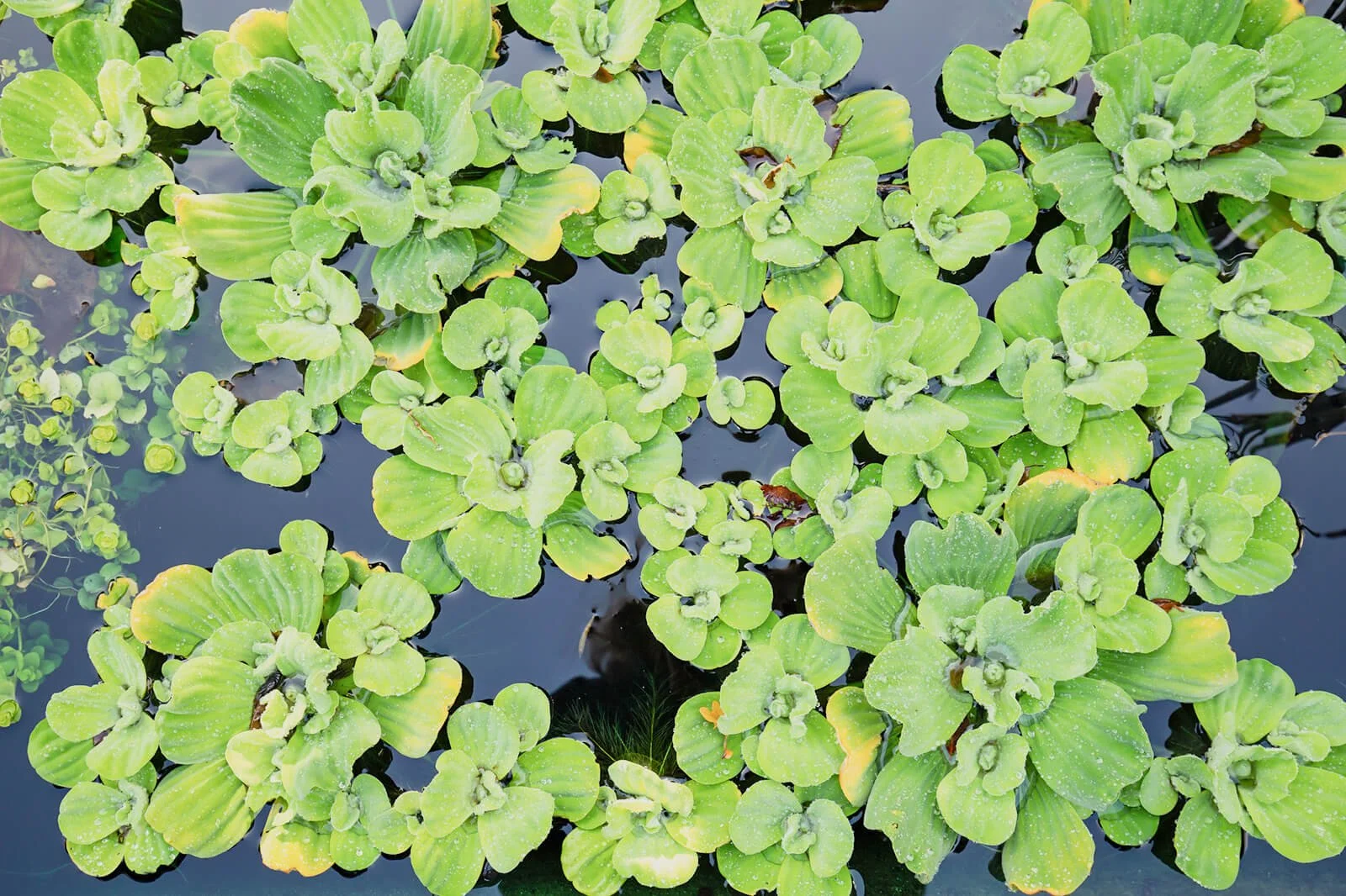 How to Care for Water Lettuce