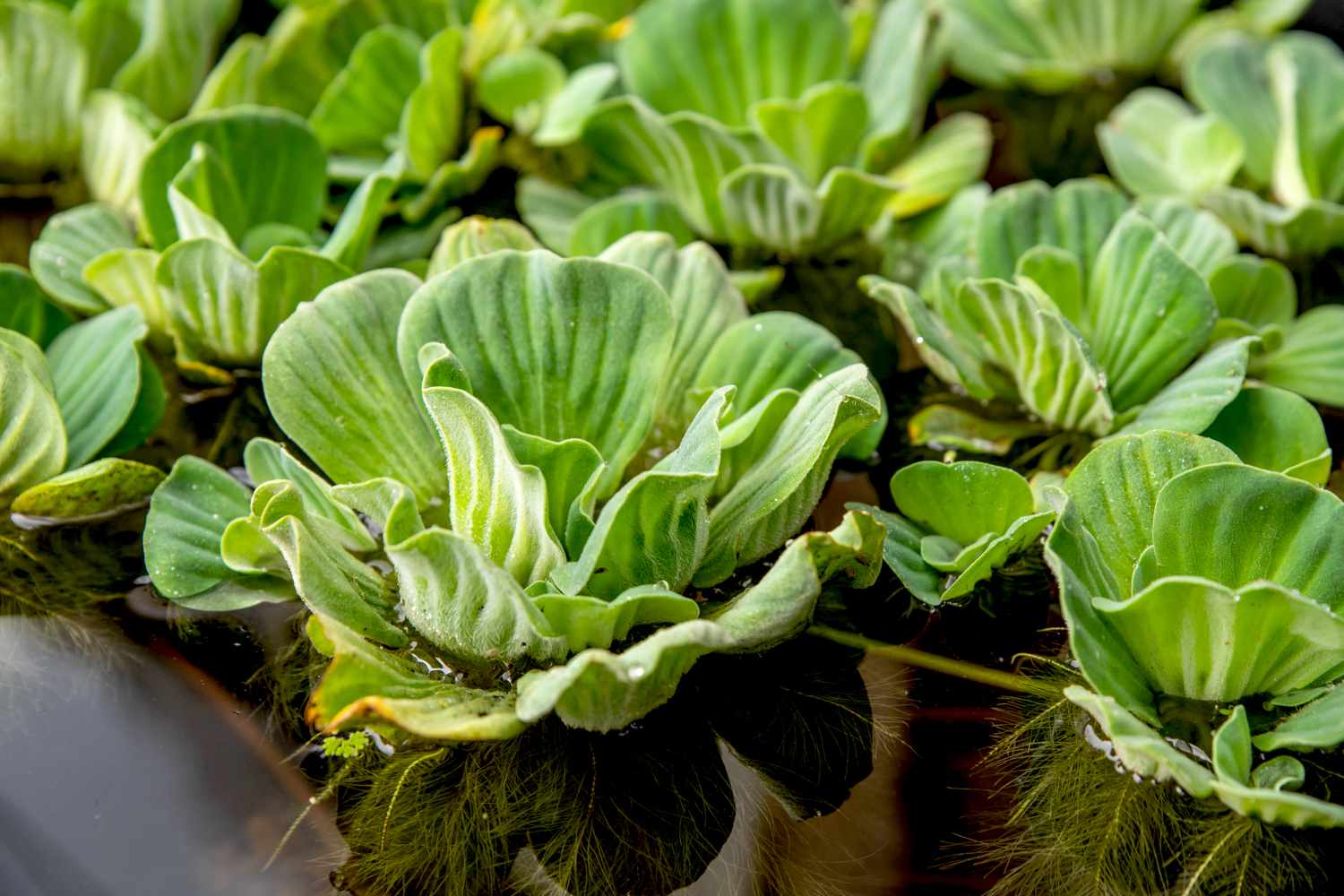 How to Care for Water Lettuce How to Care for Water Lettuce