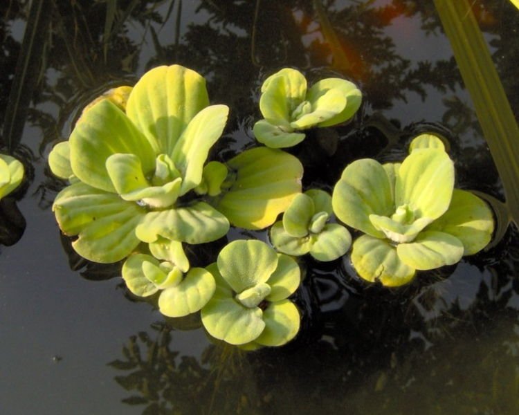 How to Care for Water Lettuce How to Care for Water Lettuce