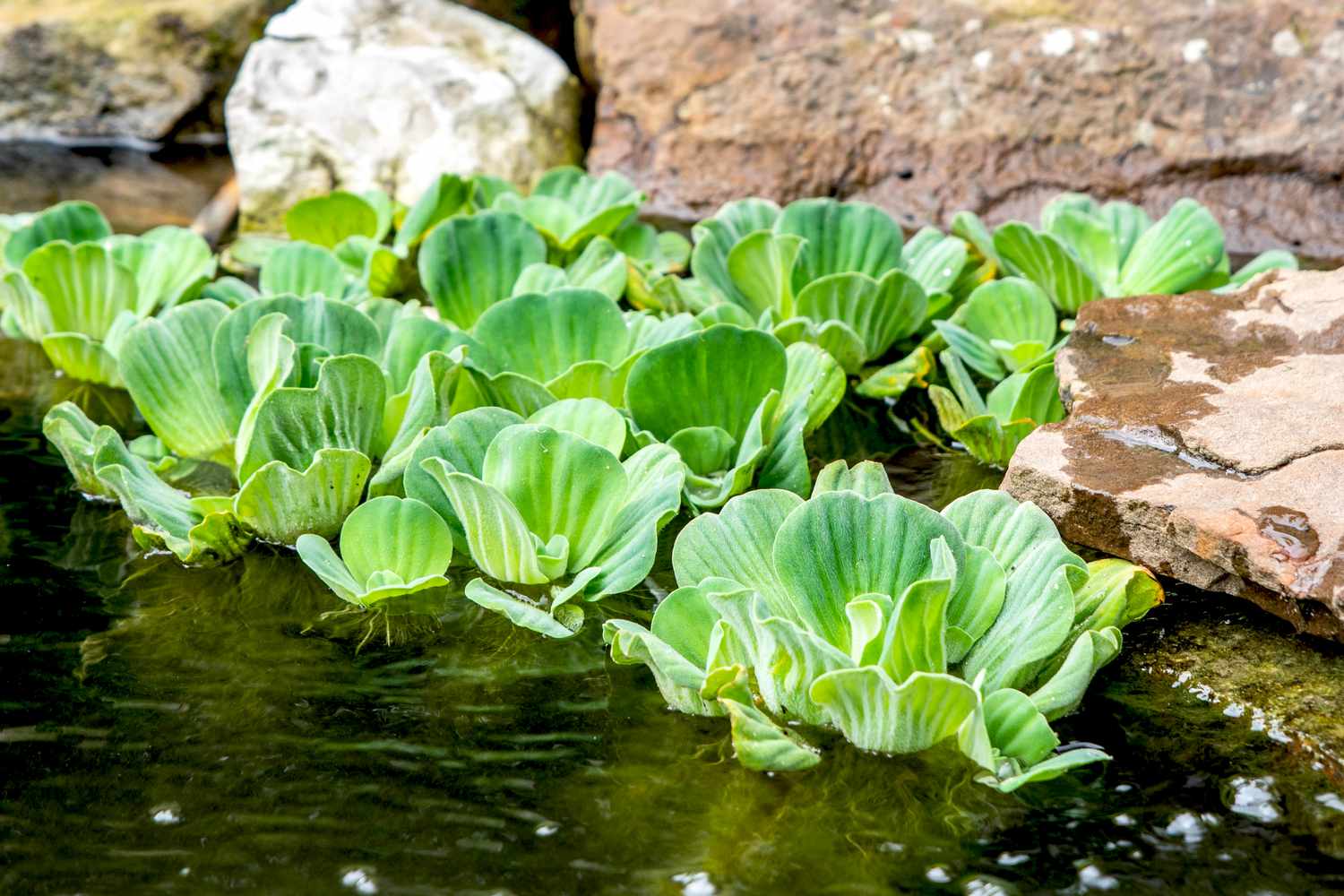 How to Care for Water Lettuce How to Care for Water Lettuce