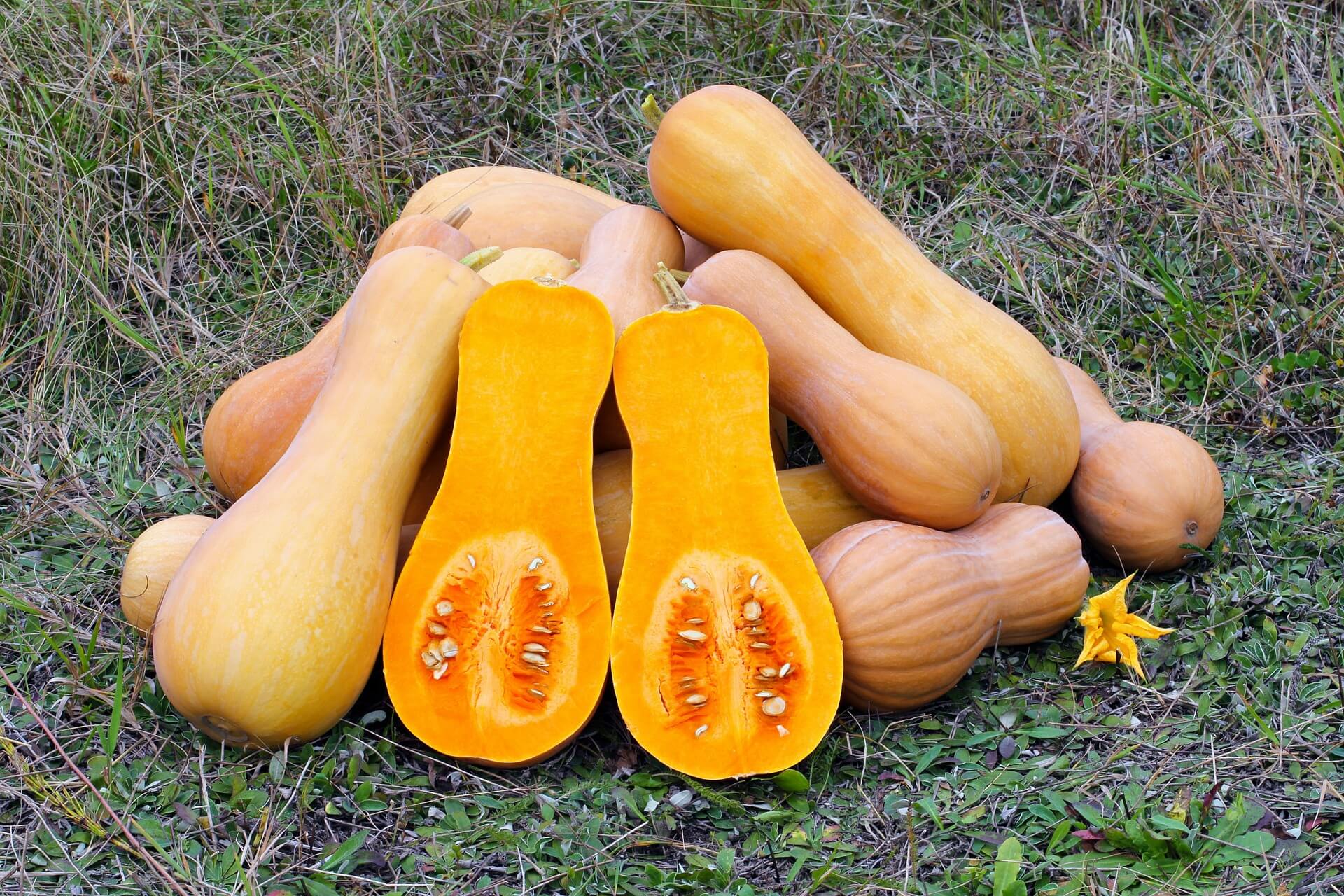 How to Choose the Perfect Butternut Squash