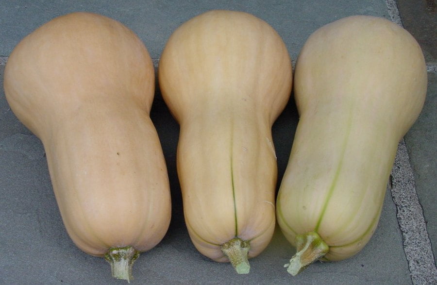 How to Determine if a Butternut Squash is Ripe
