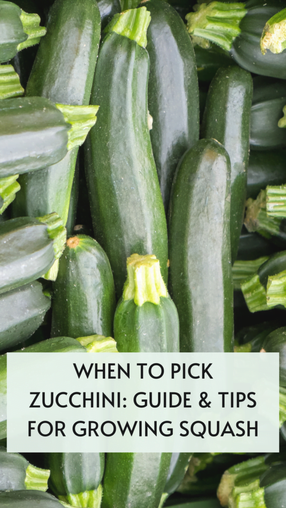 How to Determine the Best Size to Pick Zucchini GreenThumbsGuide