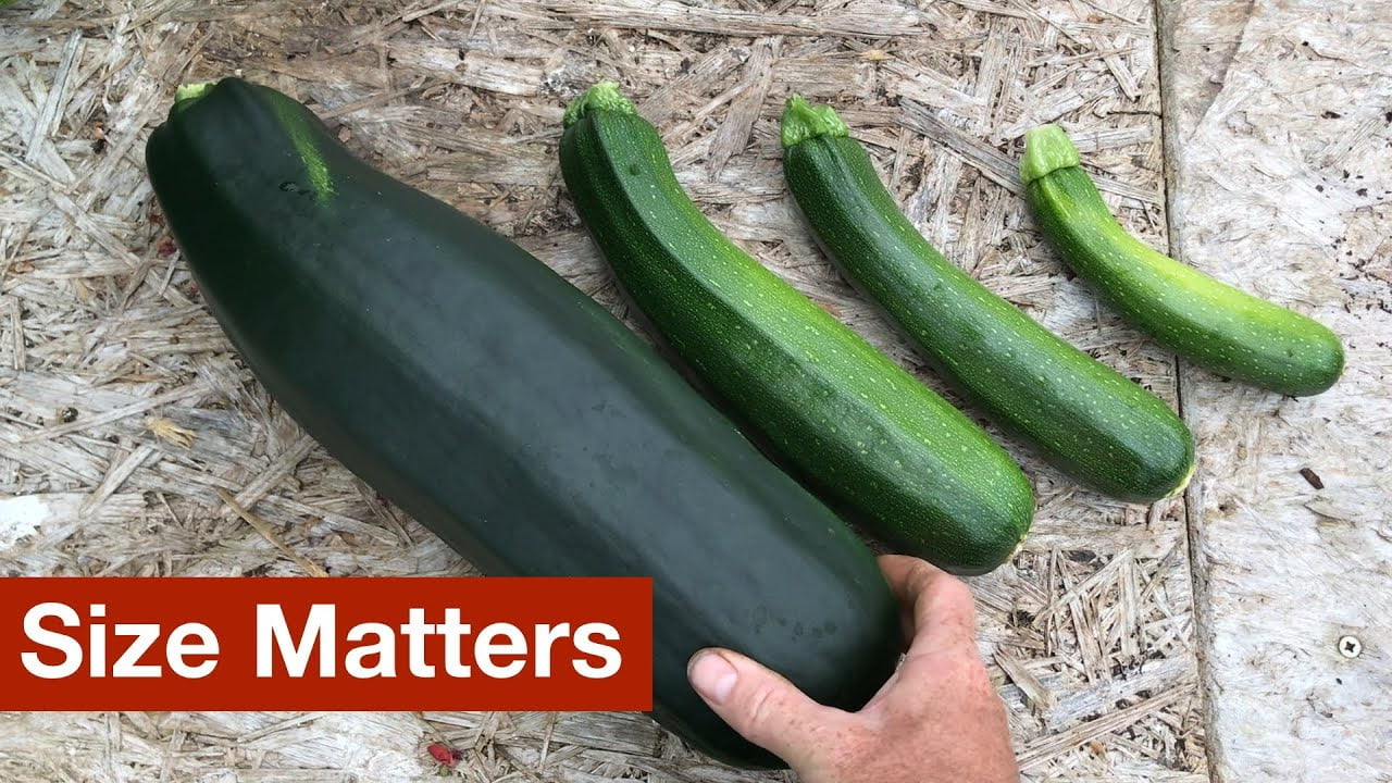 How to Determine the Best Size to Pick Zucchini GreenThumbsGuide