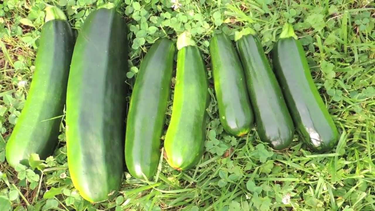 How to Determine the Best Size to Pick Zucchini How to Determine the Best Size to Pick Zucchini