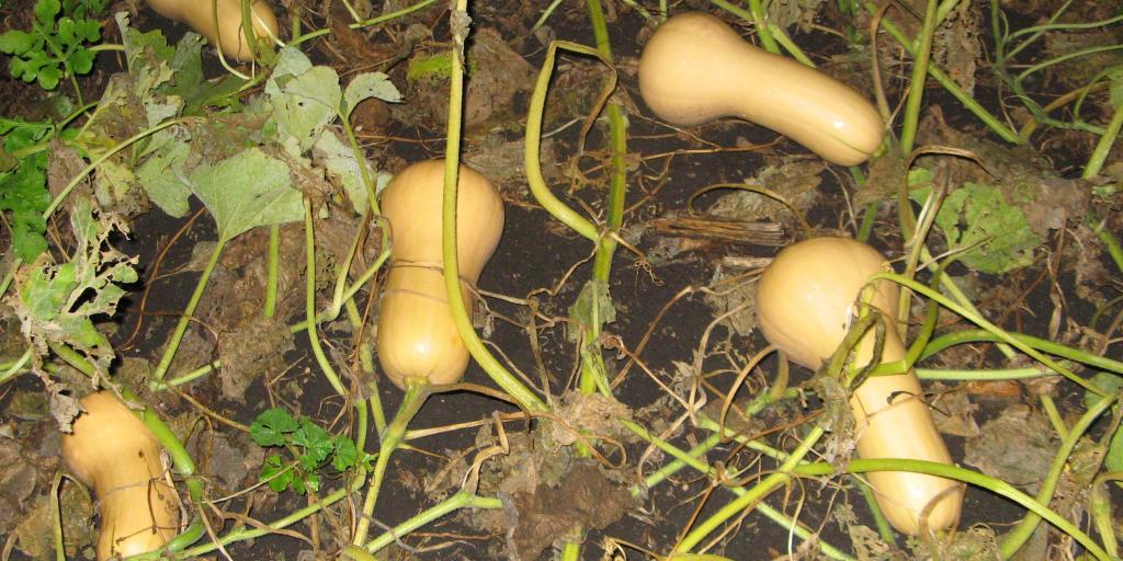 How to Determine the Best Time to Harvest Butternut Squash in Frosty Conditions How to Determine the Best Time to Harvest Butternut Squash in Frosty Conditions