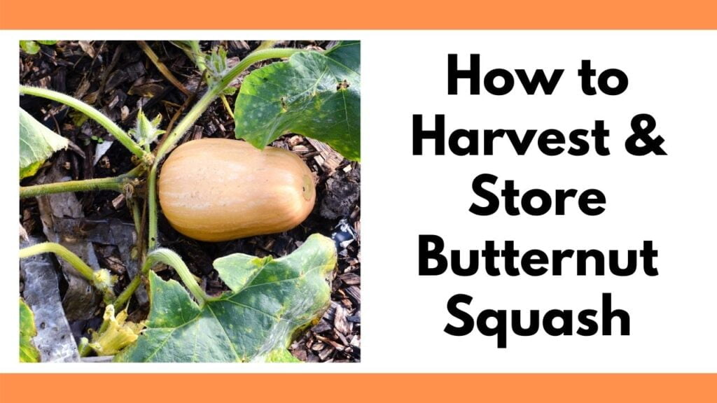 How to Determine the Best Time to Harvest Butternut Squash in Frosty Conditions How to Determine the Best Time to Harvest Butternut Squash in Frosty Conditions