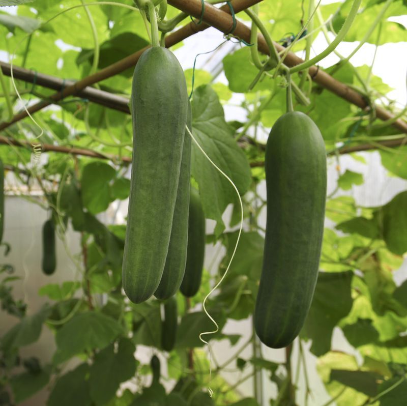 How to Determine the Right Time to Harvest Marketmore Cucumbers How to Determine the Right Time to Harvest Marketmore Cucumbers