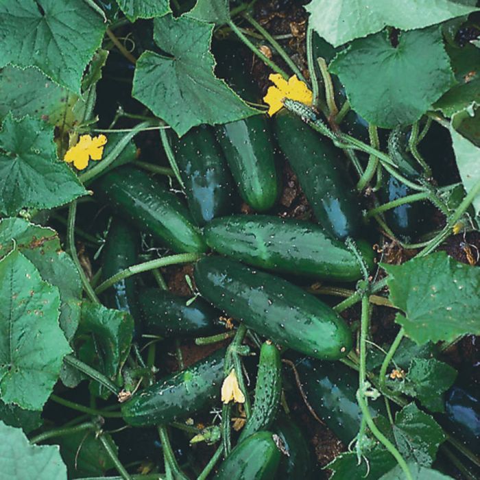 How to Determine the Right Time to Harvest Marketmore Cucumbers How to Determine the Right Time to Harvest Marketmore Cucumbers