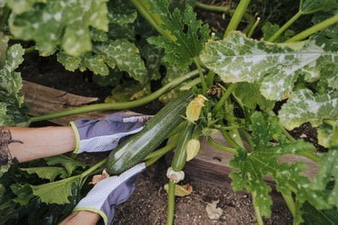 How to Determine the Water Needs of Zucchini Plants How to Determine the Water Needs of Zucchini Plants