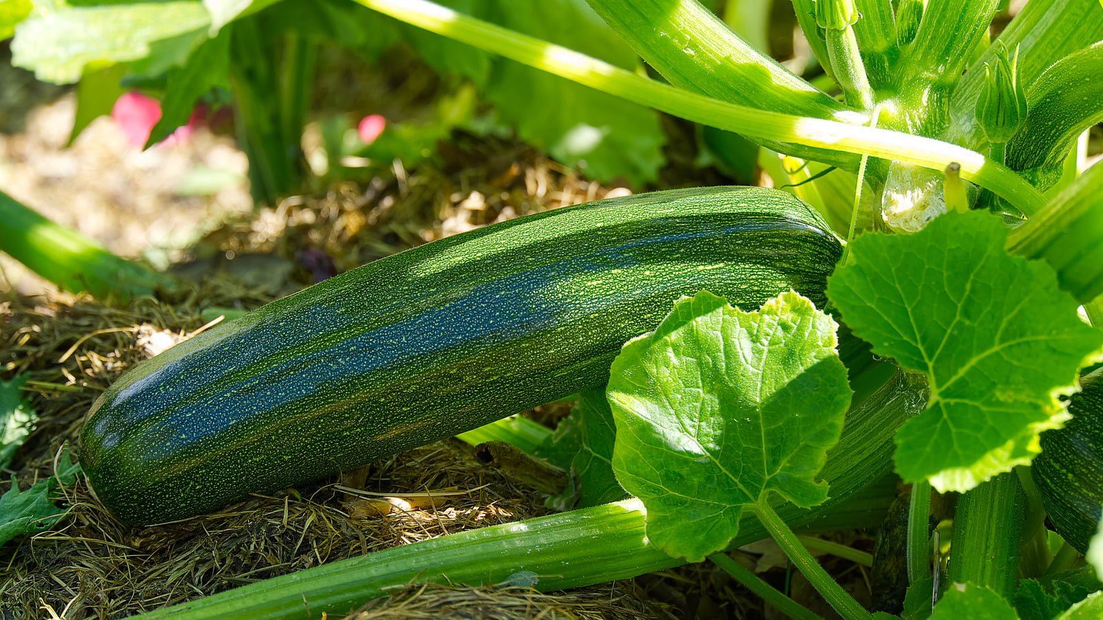 How to Determine the Water Needs of Zucchini Plants How to Determine the Water Needs of Zucchini Plants