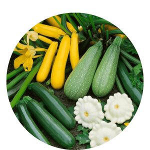 How to Determine the Water Needs of Zucchini Plants How to Determine the Water Needs of Zucchini Plants