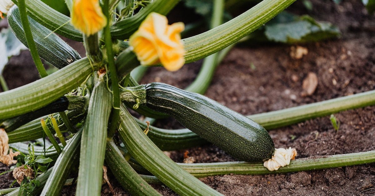 How to Determine the Yield of Zucchini Plants How to Determine the Yield of Zucchini Plants