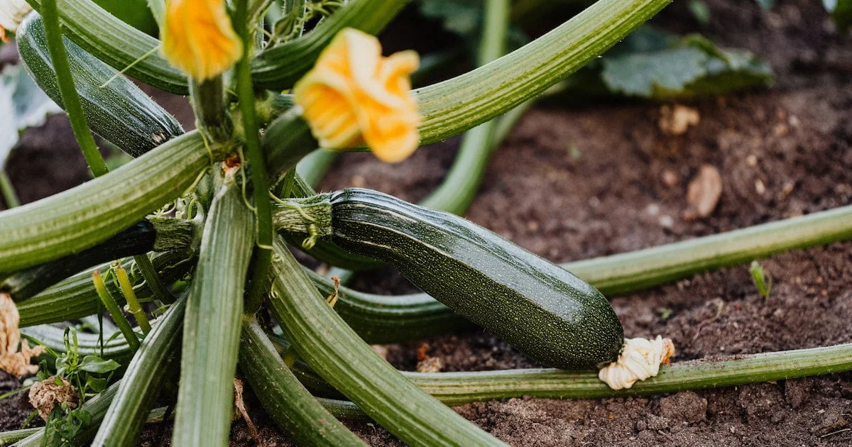How to Determine the Yield of Zucchini Plants