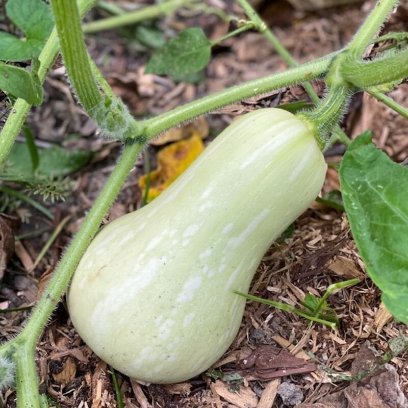 How to Determine When Butternut Squash is Ready for Harvest How to Determine When Butternut Squash is Ready for Harvest