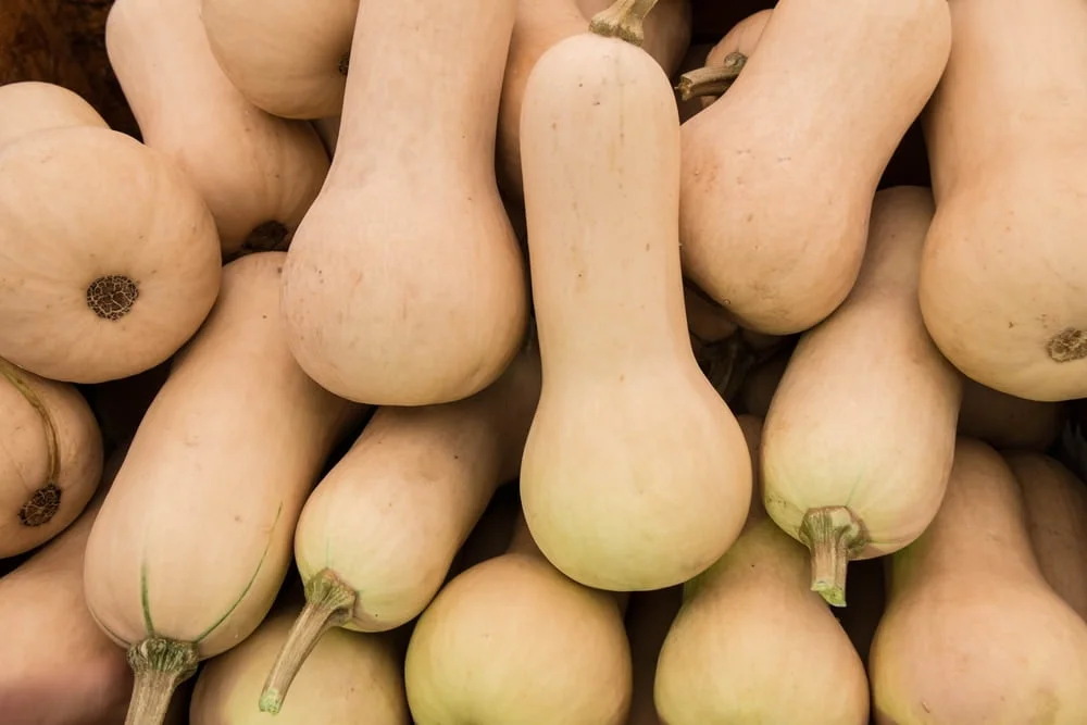 How to Determine When Butternut Squash is Ready for Harvest