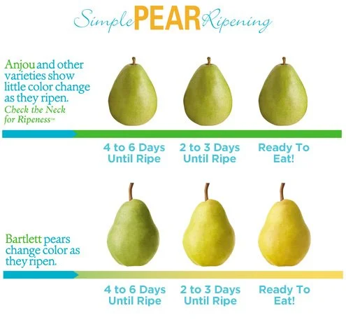 How to Determine When Pears Are Ripe