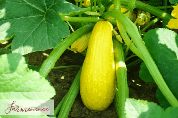 How to Determine When Yellow Squash is Ripe