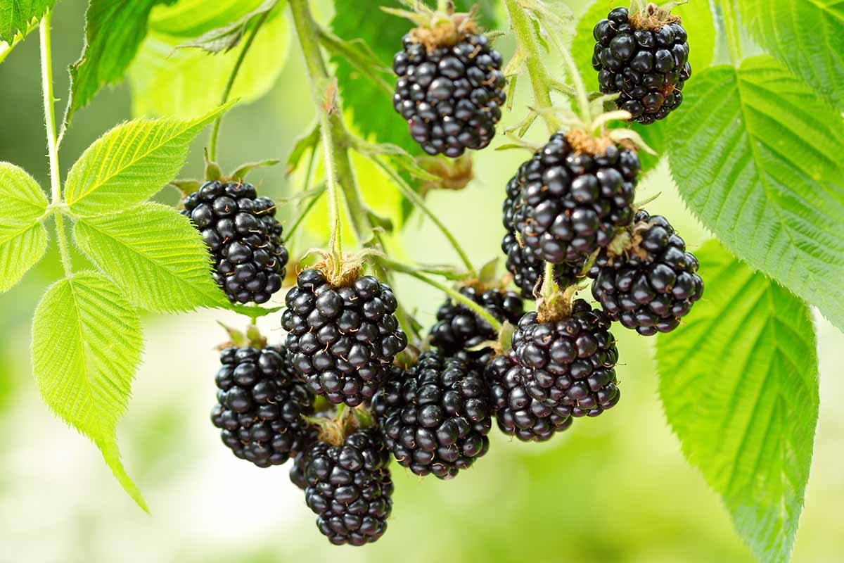 How To Fertilize Blackberries How To Fertilize Blackberries