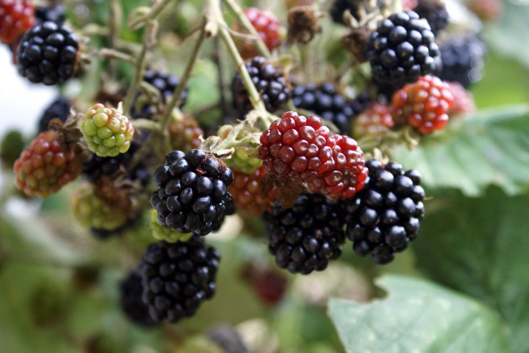 How To Fertilize Blackberries How To Fertilize Blackberries