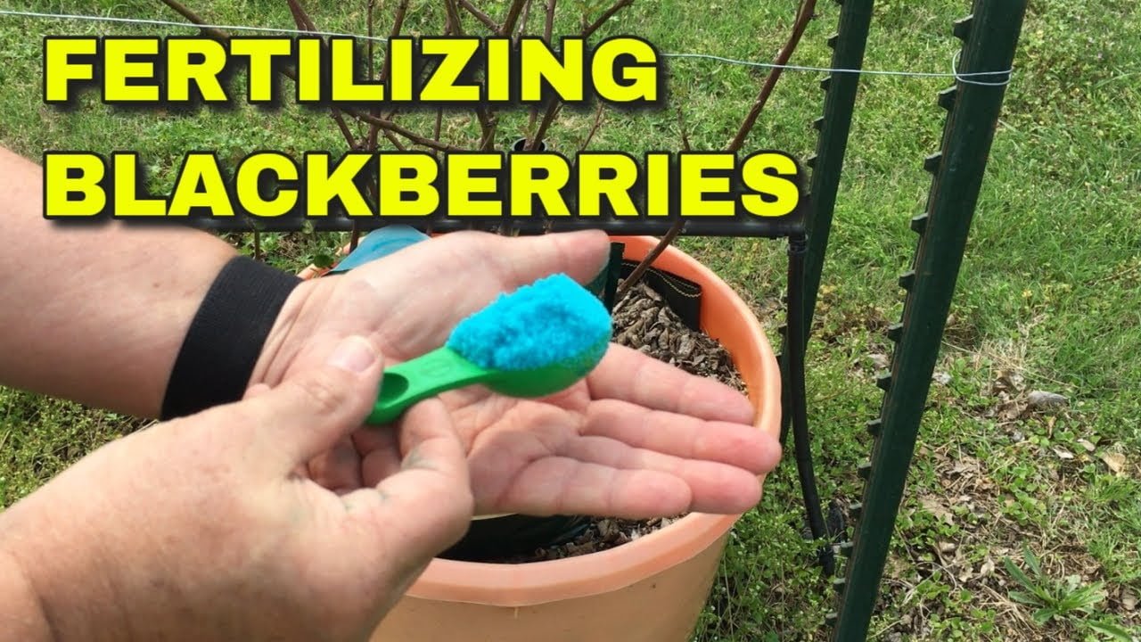 How To Fertilize Blackberries