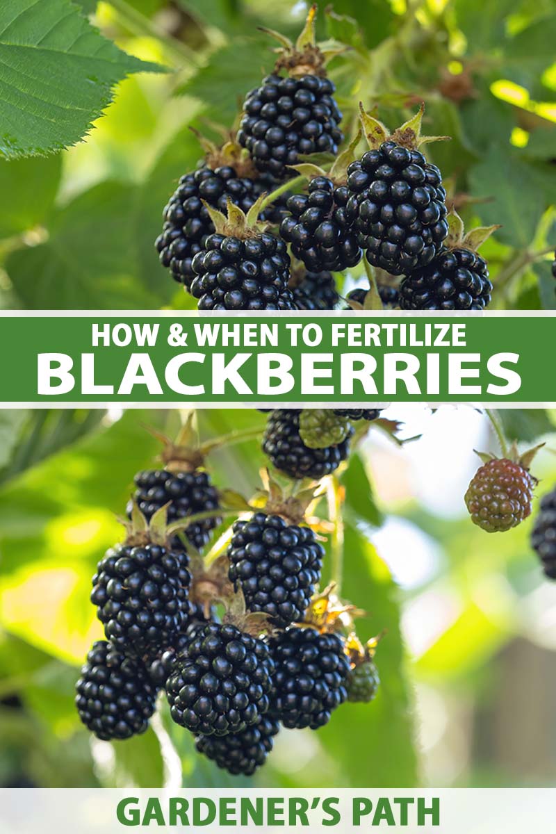 How To Fertilize Blackberries