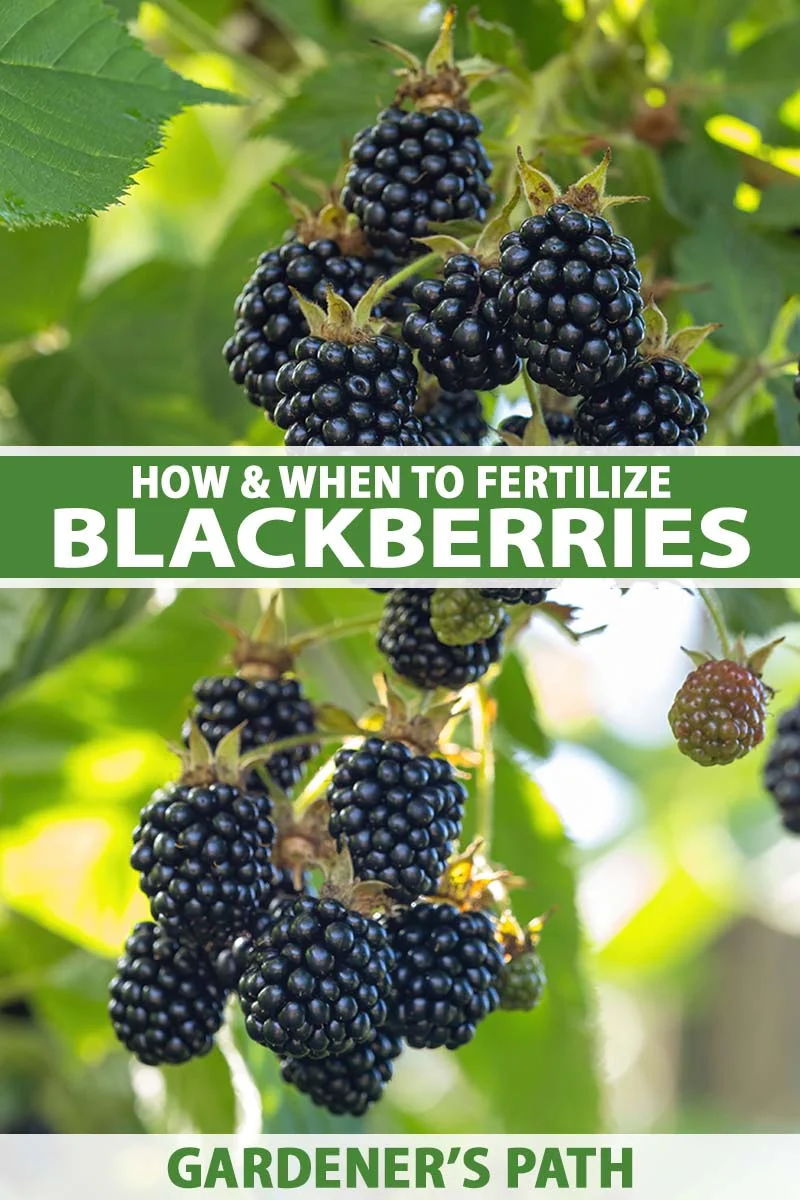 How To Fertilize Blackberries How To Fertilize Blackberries