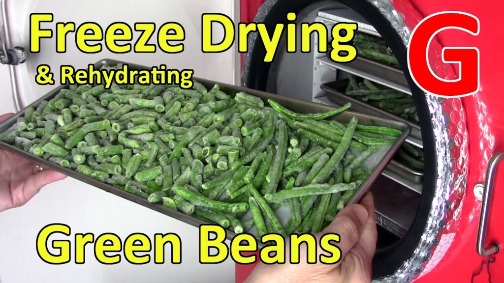 How to Freeze Dry Green Beans GreenThumbsGuide