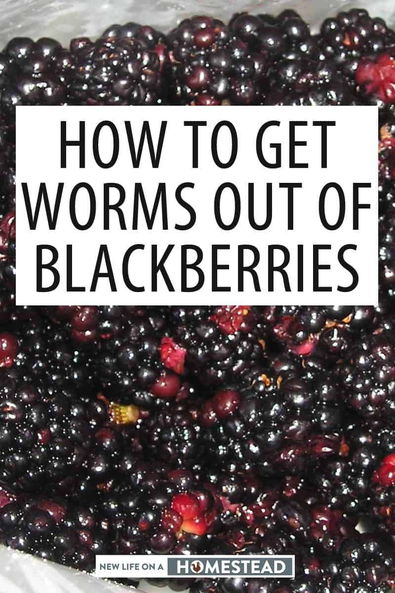 How To Get Bugs Out Of Blackberries How To Get Bugs Out Of Blackberries