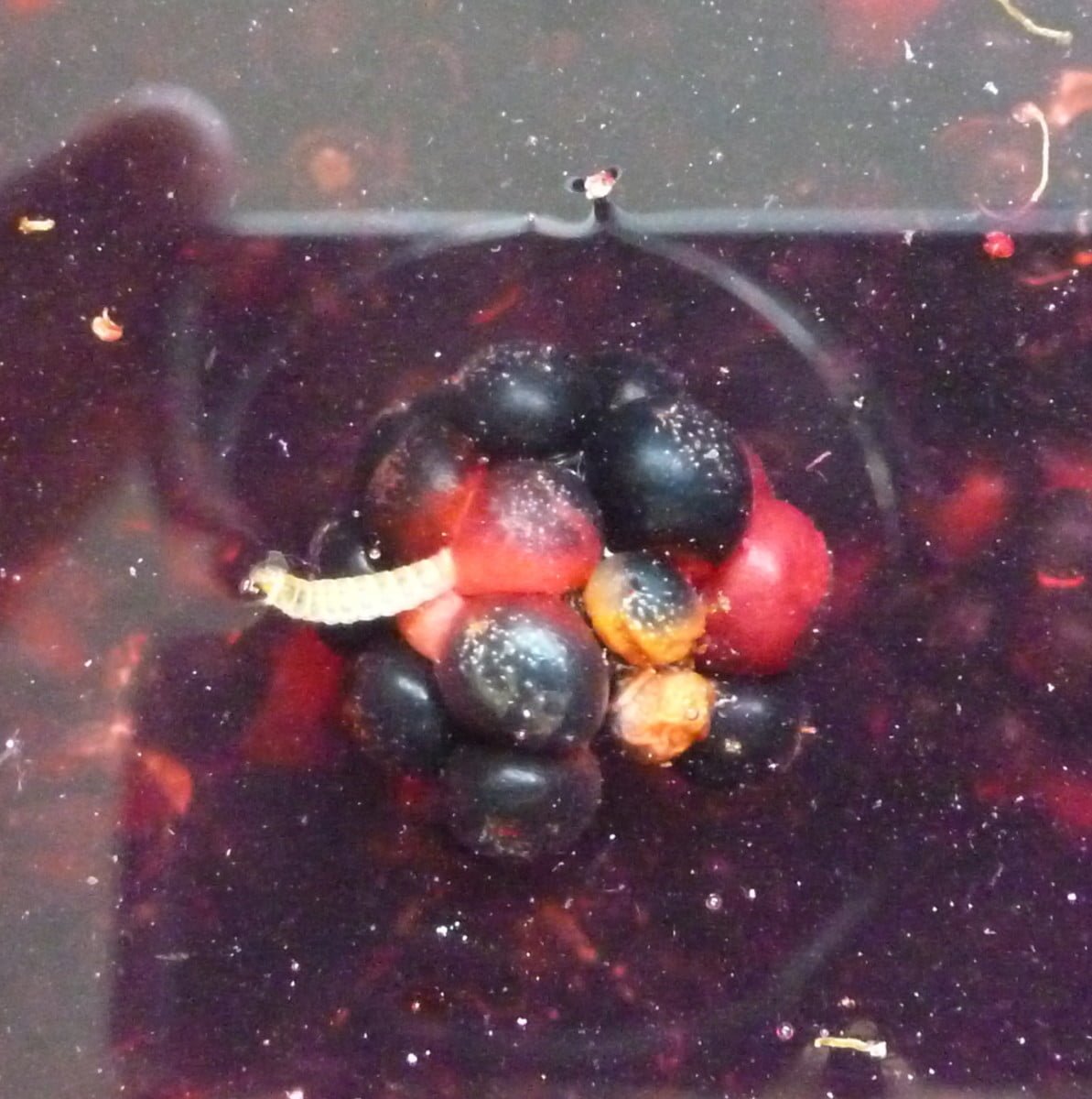 How To Get Bugs Out Of Blackberries How To Get Bugs Out Of Blackberries