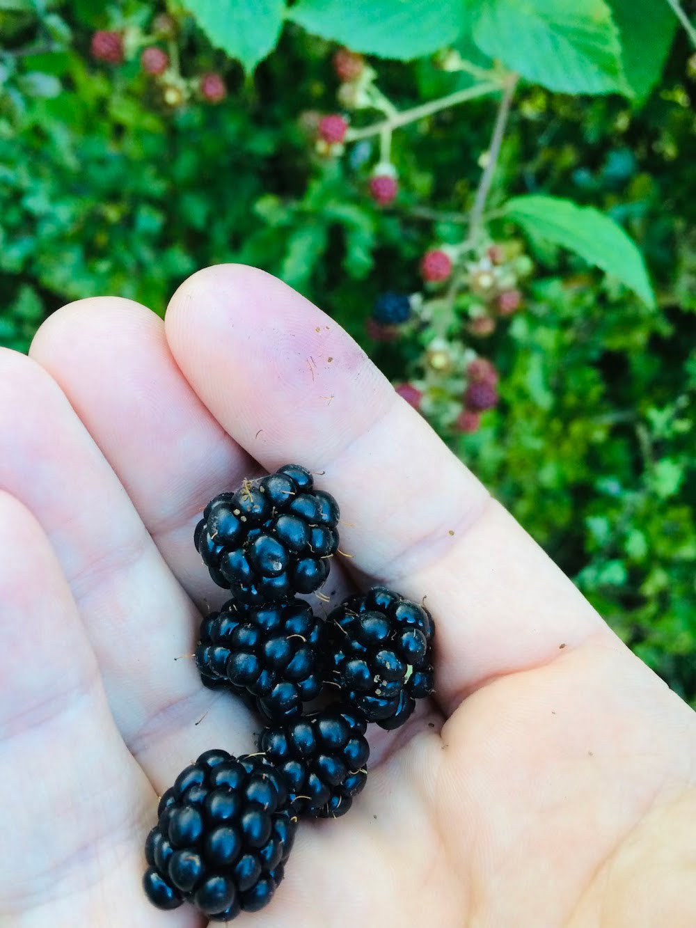 How To Get Bugs Out Of Blackberries How To Get Bugs Out Of Blackberries