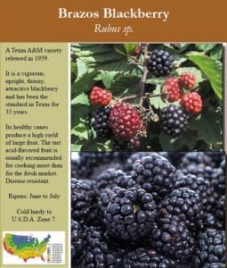 How To Grow Blackberries In Texas How To Grow Blackberries In Texas
