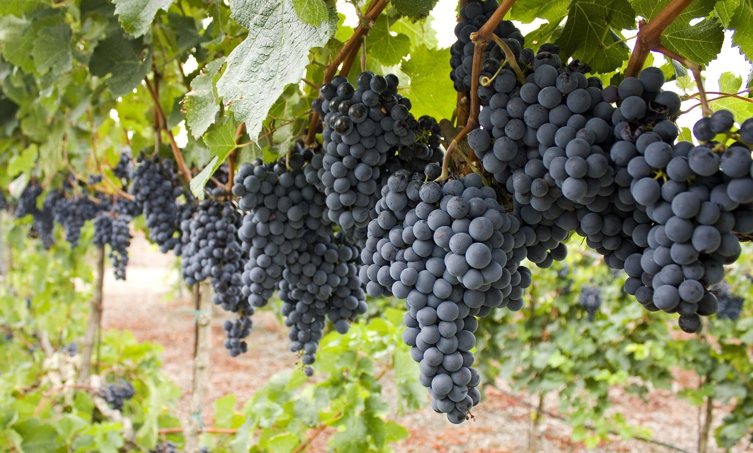 How To Grow Grapes For Wine