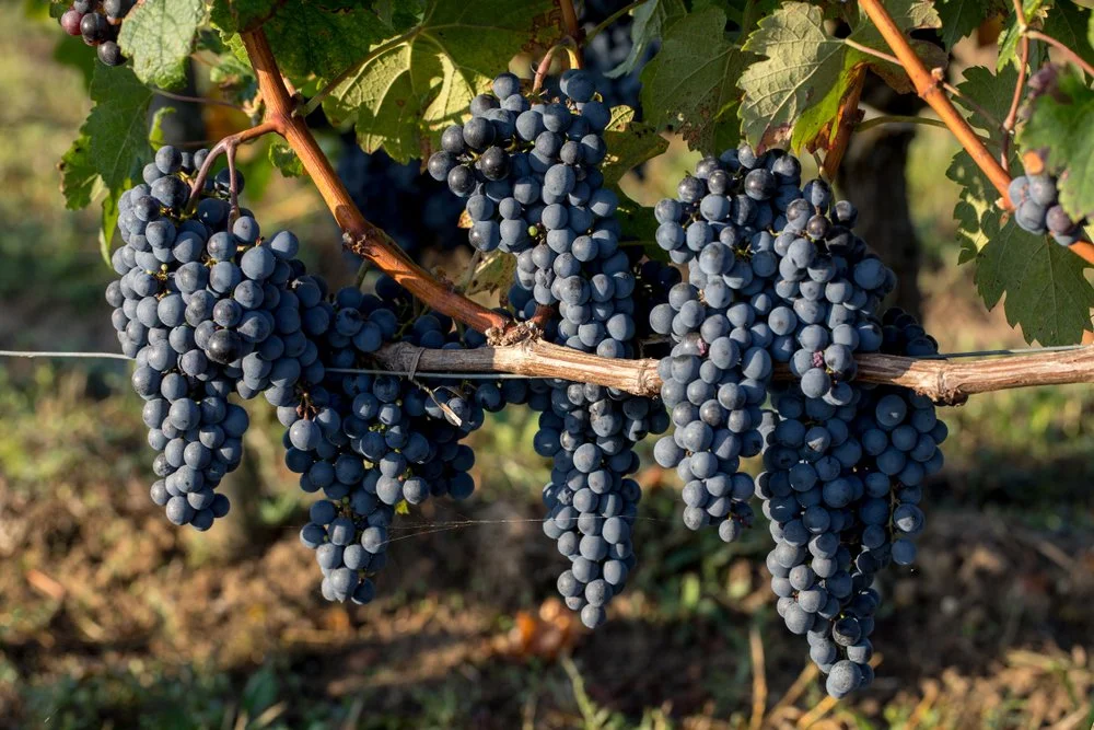 How To Grow Grapes For Wine