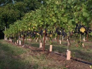 How To Grow Grapes For Wine