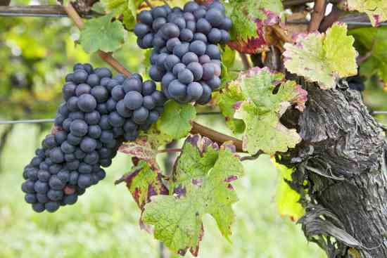How To Grow Grapes For Wine