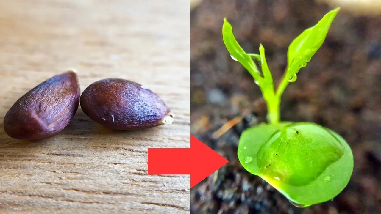 How To Grow Pears From Seeds