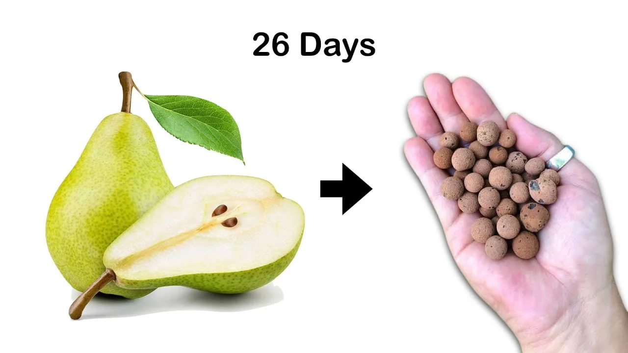 How To Grow Pears From Seeds