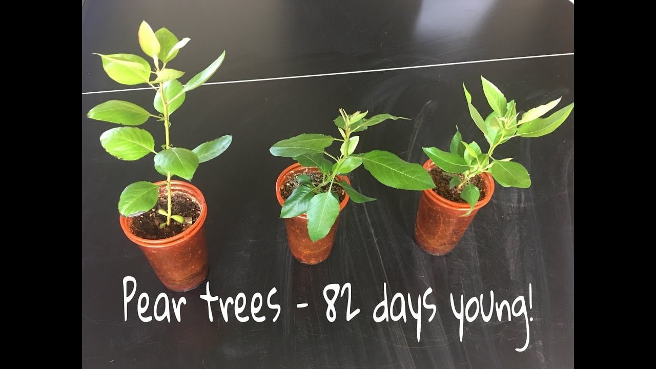 How To Grow Pears From Seeds How To Grow Pears From Seeds