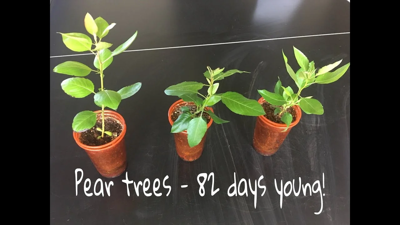 How To Grow Pears From Seeds