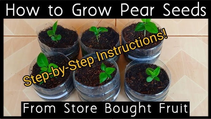 How To Grow Pears From Seeds How To Grow Pears From Seeds