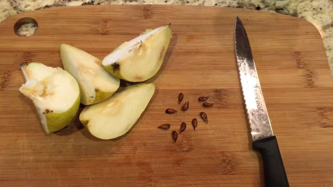 How To Grow Pears From Seeds How To Grow Pears From Seeds