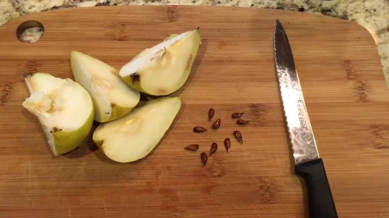 How To Grow Pears From Seeds
