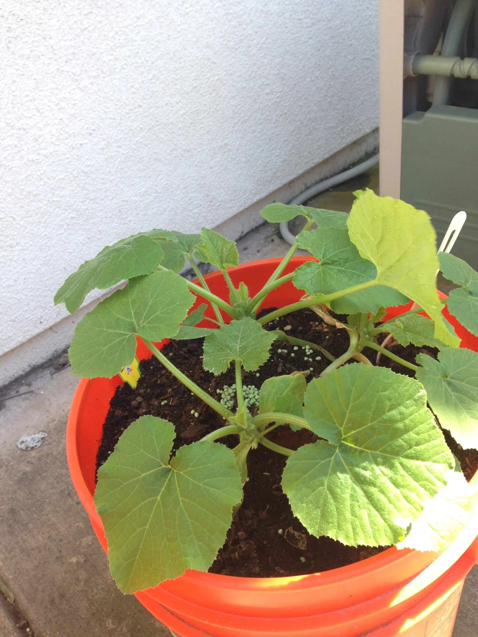 How to Grow Zucchini in a 5-Gallon Bucket