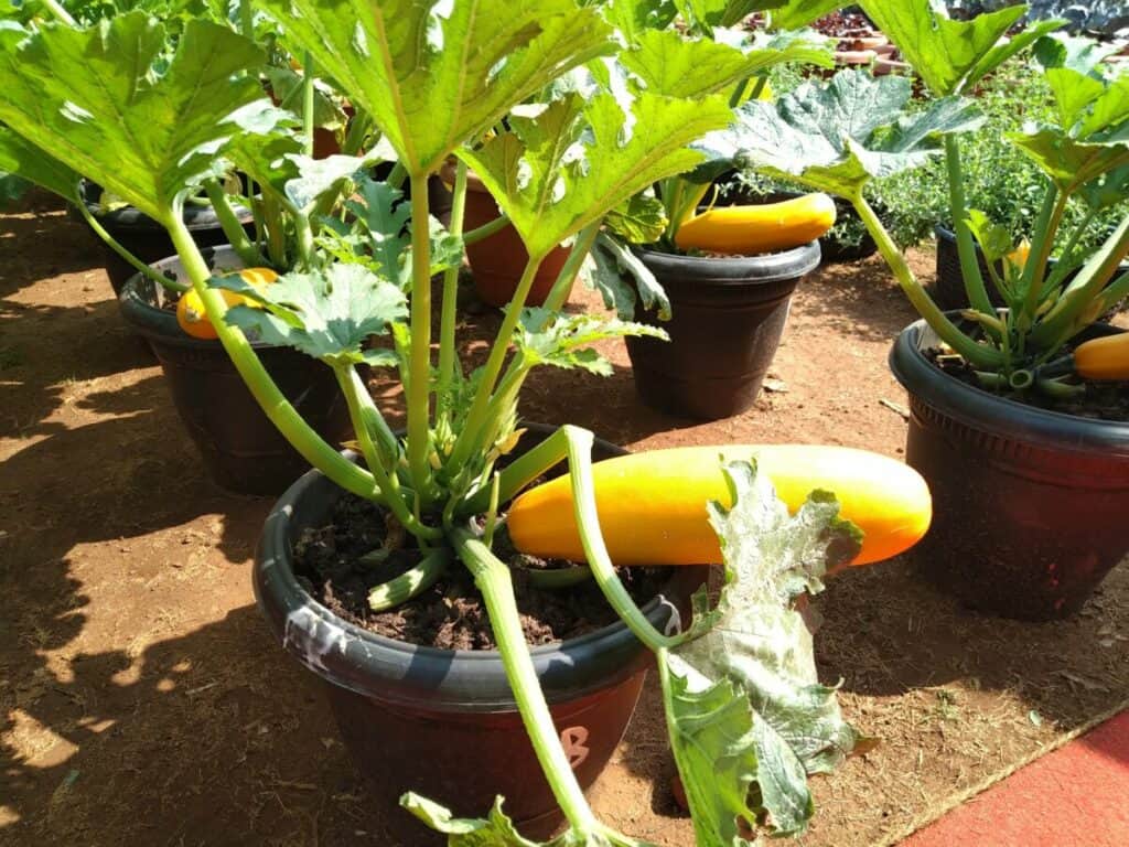 How to Grow Zucchini in a 5-Gallon Bucket How to Grow Zucchini in a 5-Gallon Bucket