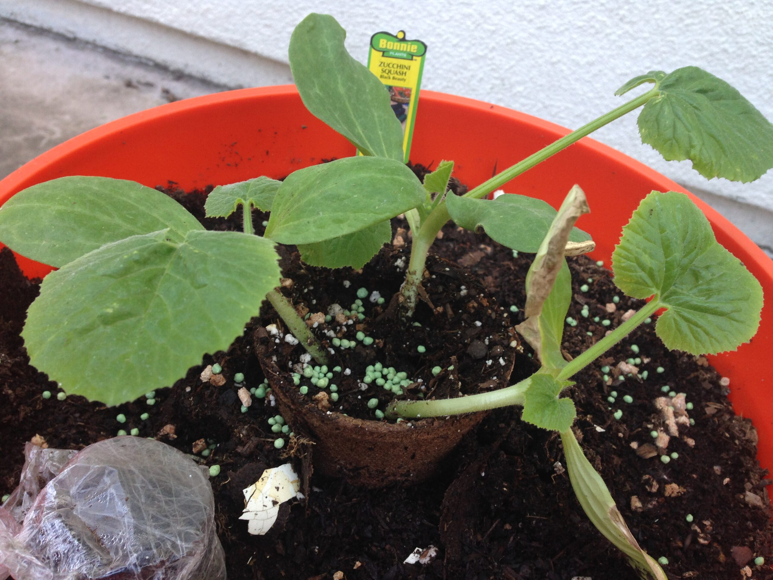 How to Grow Zucchini in a 5-Gallon Bucket How to Grow Zucchini in a 5-Gallon Bucket