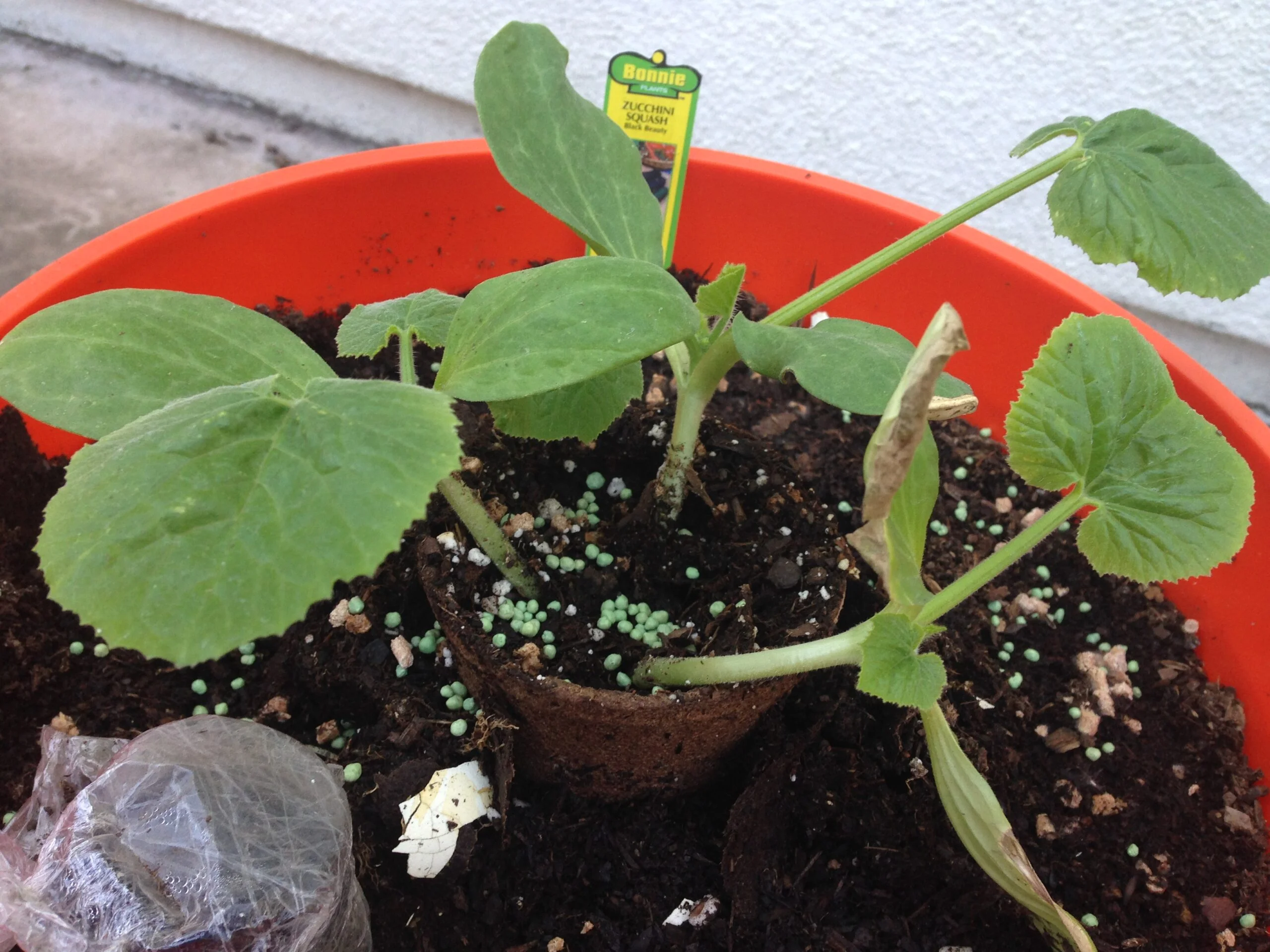 How to Grow Zucchini in a 5-Gallon Bucket